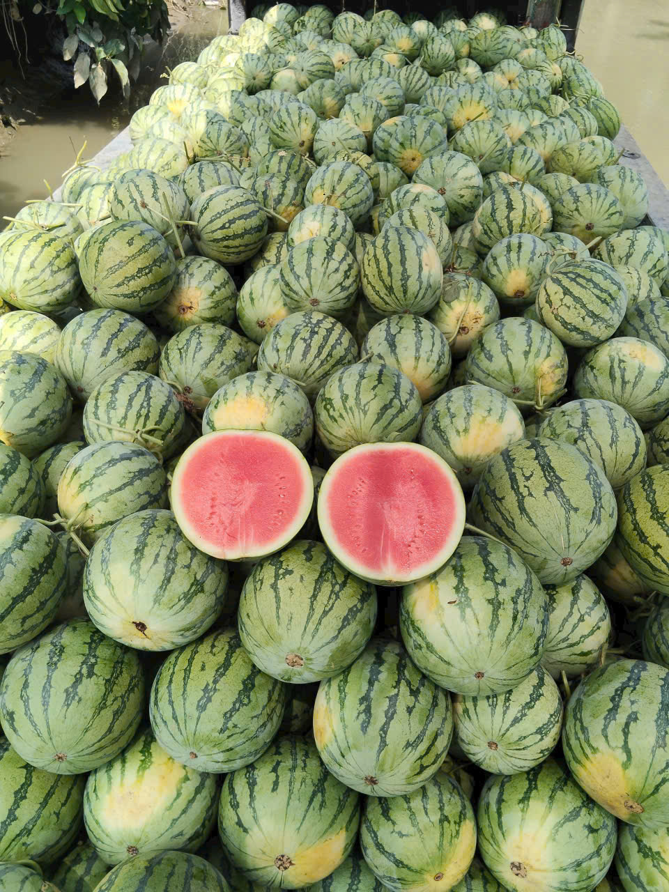 Agricultural harvest