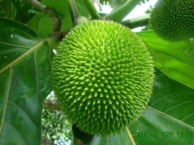 Sa Kê Test 1